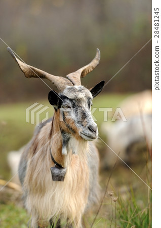 Goat in meadow 28481245
