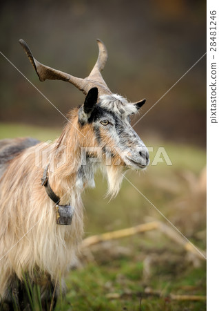 Goat in meadow 28481246