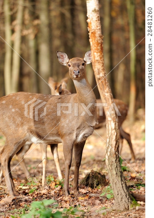 Deer Deer 28481260