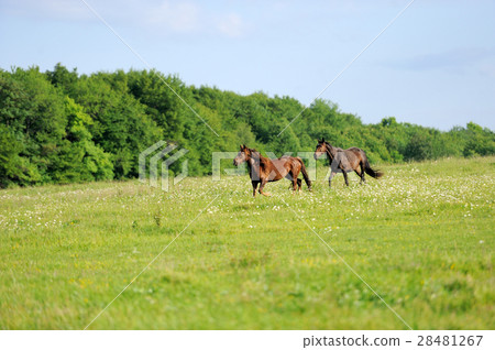 Horses 28481267