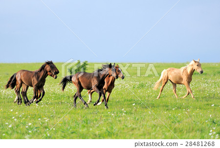 Horses 28481268