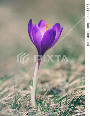Spring crocus flower 28481371