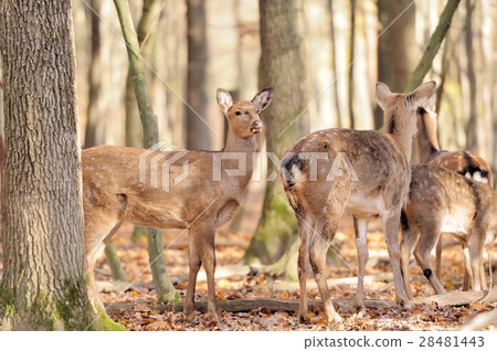 Deer in autumn forest 28481443