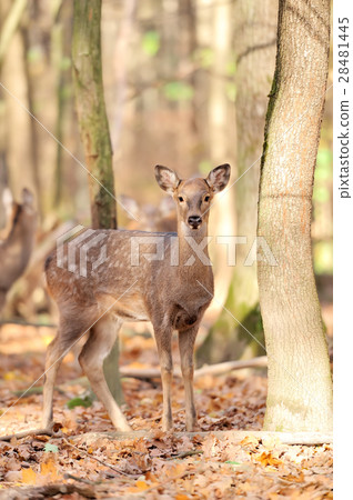 Deer in autumn forest 28481445