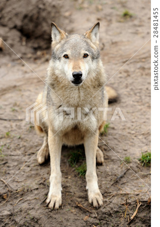 Timber Wolf (Canis lupus) Timber Wolf (Canis lupus) 28481455