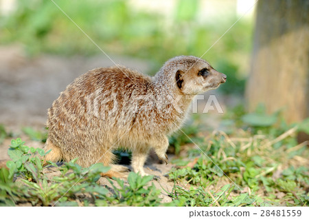 Meerkat Meerkat 28481559
