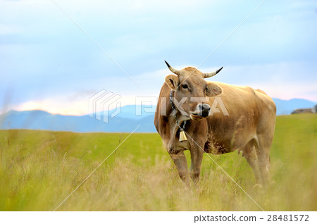Cow on mountain pasture 28481572
