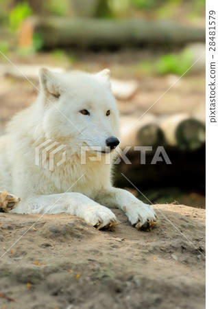 White wolf White wolf 28481579
