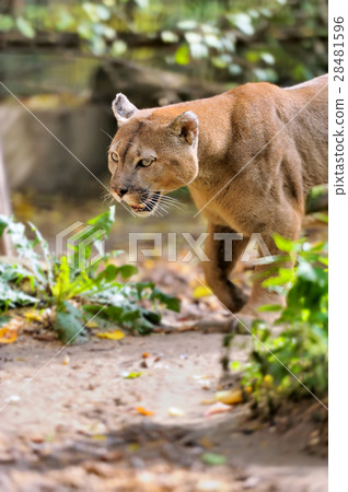 Cougar Cougar 28481596