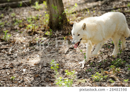 White wolf White wolf 28481598