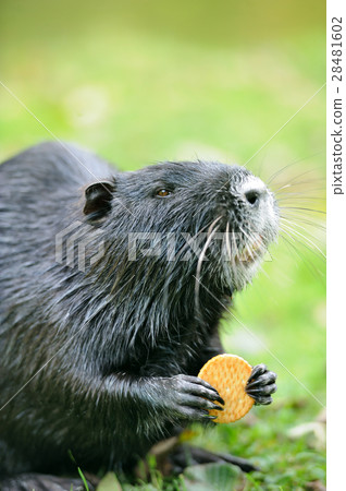 The muskrat (Ondatra zibethicus) 28481602