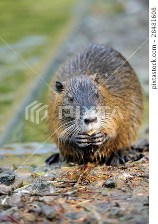 The muskrat (Ondatra zibethicus) 28481608