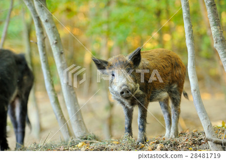 Wild boar Wild boar 28481719