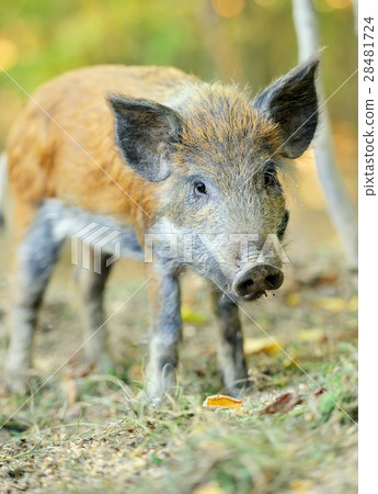 Wild boar Wild boar 28481724