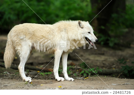 Wild wolf in the woods Wild wolf in the woods 28481726