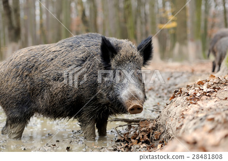 Wild boar 28481808