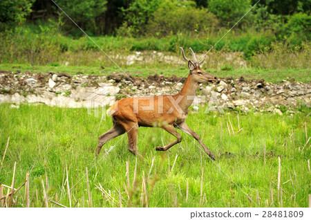 Deer 28481809