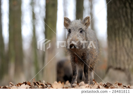 Wild boar Wild boar 28481811