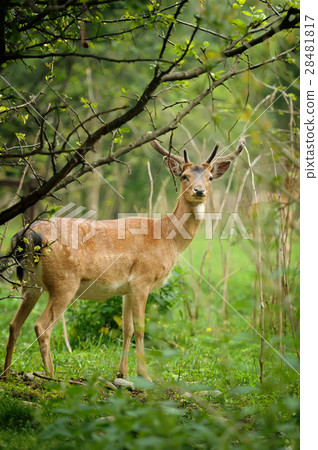 Deer 28481817