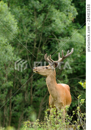 Deer Deer 28481838