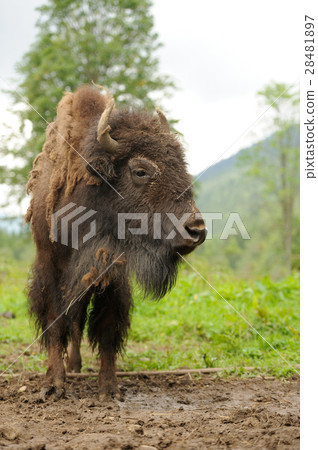 Bison 28481897