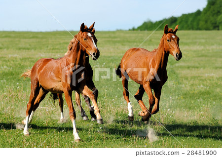 Horse Horse 28481900