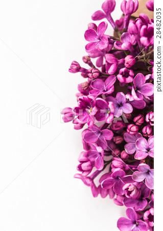 White background half filled with close up 28482035