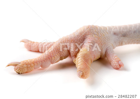 one chicken paw isolated on white background one chicken paw isolated on white background 28482207