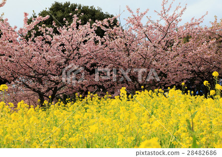 櫻花和油菜花 28482686