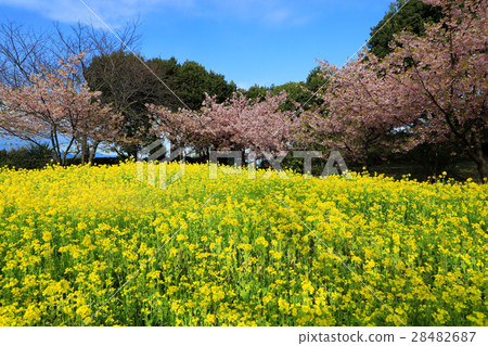 櫻花和油菜花 櫻花和油菜花 28482687