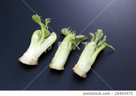 Bud of tara 28483475