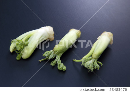 塔拉的芽 塔拉的芽 28483476