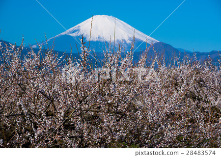 巴林和富士山 28483574