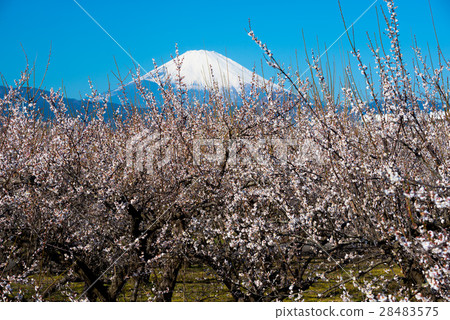 Bairin and Mt. Fuji 28483575