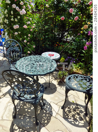 Terrace English garden rose 28484105