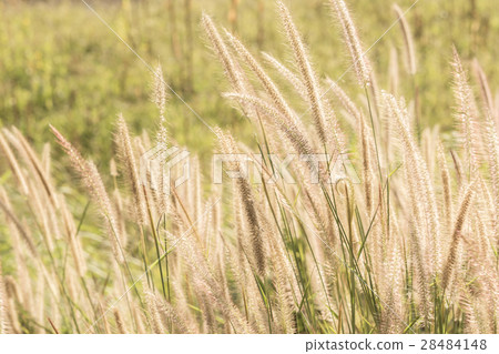 mission grass at rural road thailand 28484148