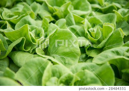 Fresh organic vegetables 28484331