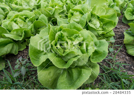Fresh organic vegetables 28484335