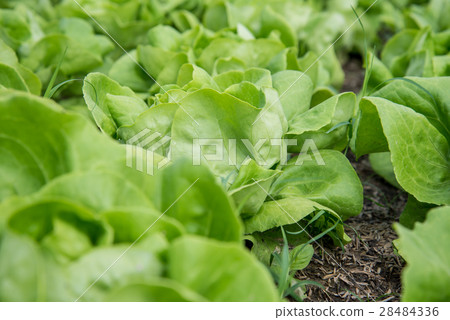 Fresh organic vegetables 28484336