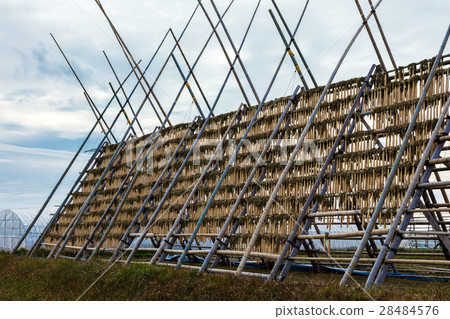 Cold Dried Radish Cold Dried Radish 28484576