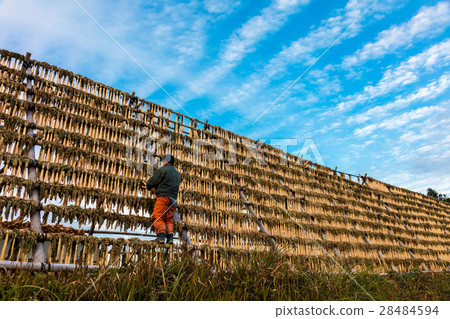 冷乾蘿蔔 28484594