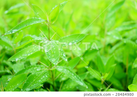 竹子和晴天的雨季(左) 竹子和晴天的雨季(左) 28484980