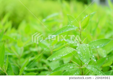 莎莎·雨季晴朗(右) 莎莎·雨季晴朗(右) 28484981