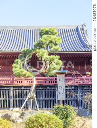 Moon pine of Shimizu Kanondo (Kanonaga) in Ueno Park 28485078