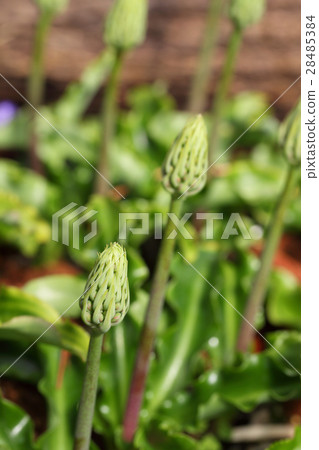 感覺高米婭·佛教花蕾 感覺高米婭·佛教花蕾 28485384