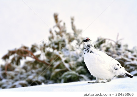 Winter thunder bird Winter thunder bird 28486066