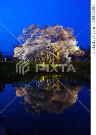One cherry tree of Asai 28486396