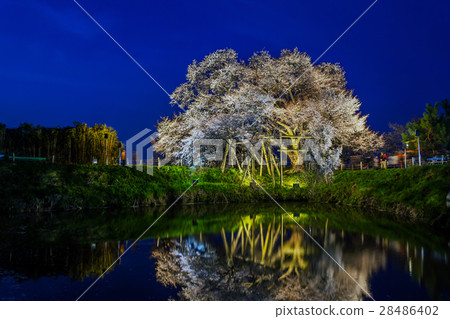 One cherry tree of Asai 28486402