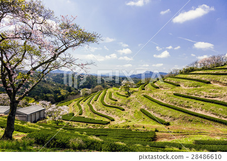 Tomiji tea garden Tomiji tea garden 28486610