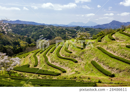 Tomiji tea garden Tomiji tea garden 28486611